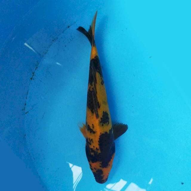 Hi utsuri 23cm