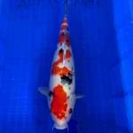 SANKE SHOW QUALITY 45cm
