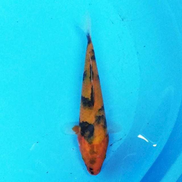 Hi utsuri 21cm