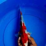 Ghosiki merah strong 30cm