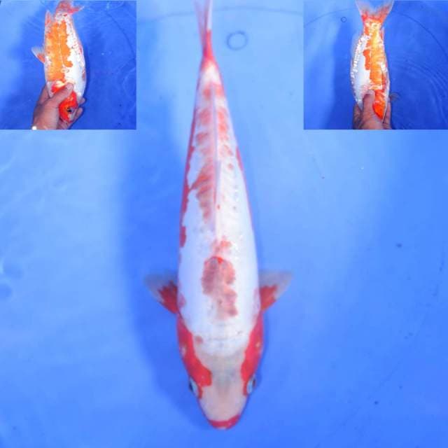 33cm KAWARIMONO
