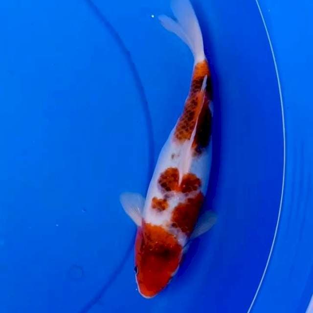 29cm KOROMO