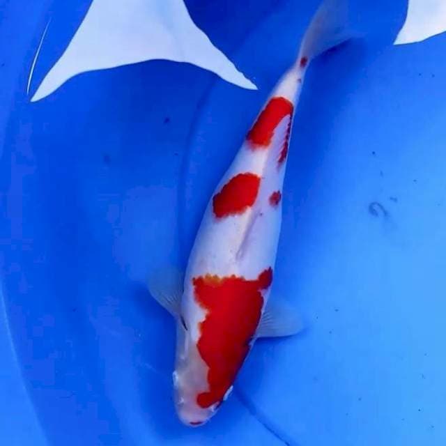 31cm KOHAKU