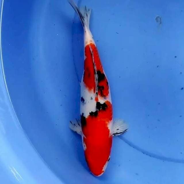 30cm SANKE