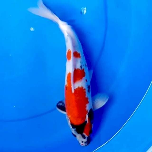 32cm SHOWA