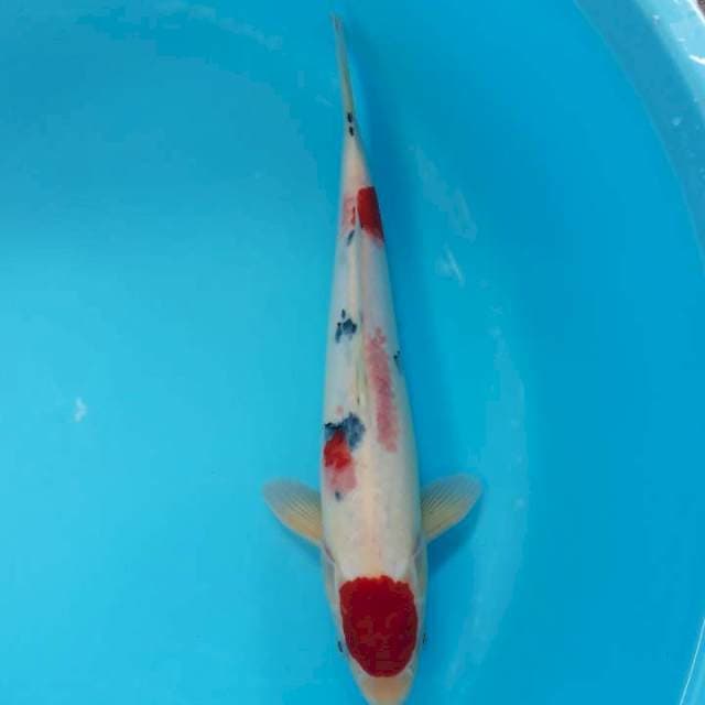 Maruten Sanke Ori 36cm