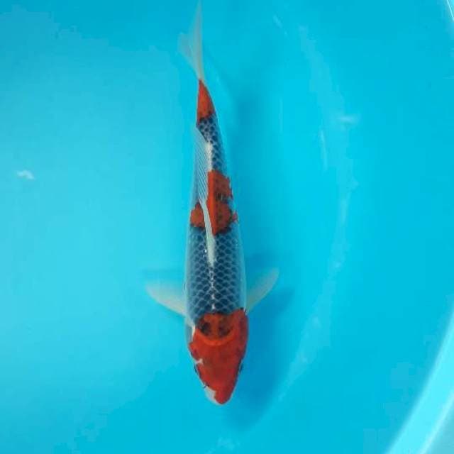 Goshiki Racing 27cm