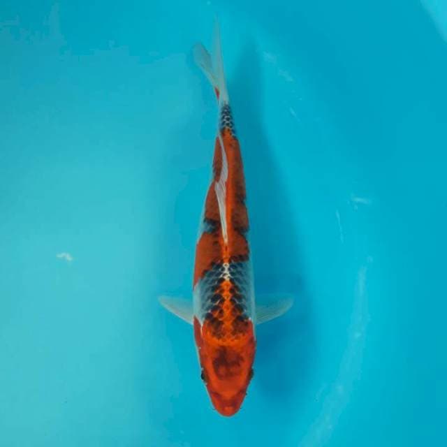 Kujaku 30cm