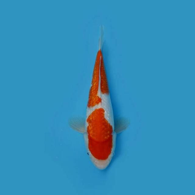BKS ( KOHAKU GINRIN 39 CM )