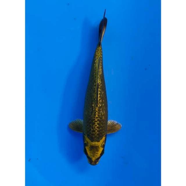 mukasi ginrin male berpunuk 23 cm 