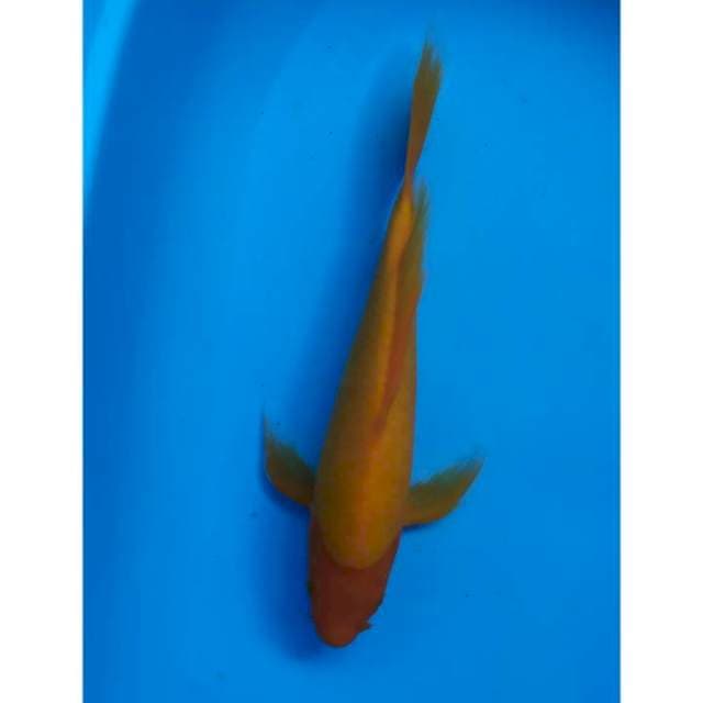 kumpay benigoi 30 cm