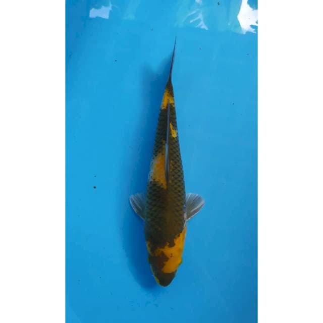 ki showa male 34 cm
