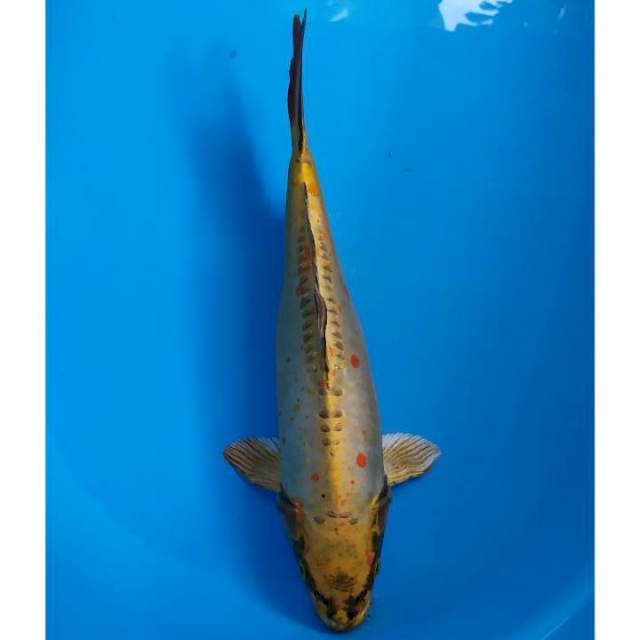 kiko 38 cm