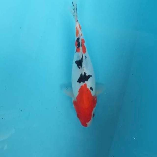 Sanke doitsu size 25cm