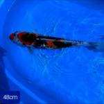 Showa 48cm. Good quality