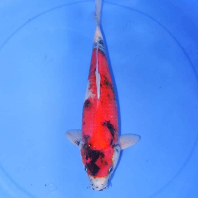 34cm SHOWA