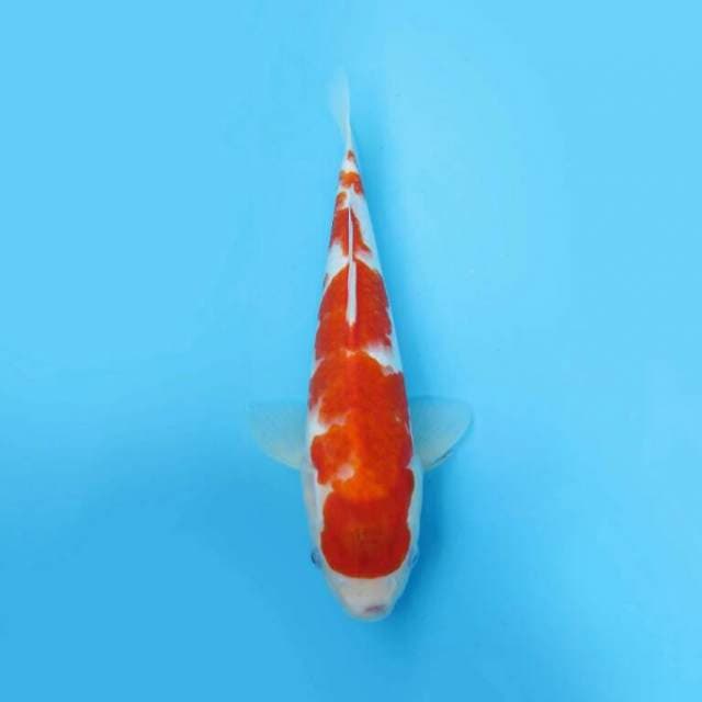 BKS ( KOHAKU 37 CM ) 