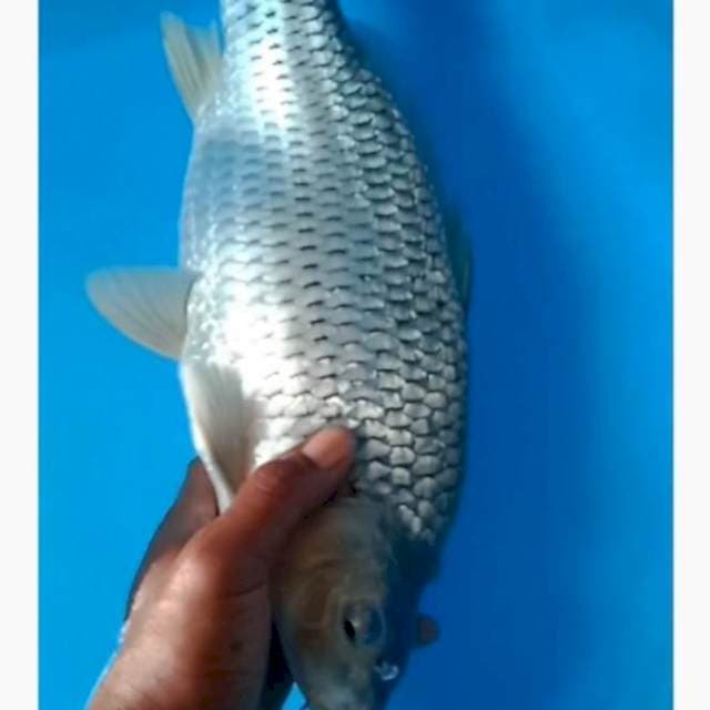 Soragoi punuk