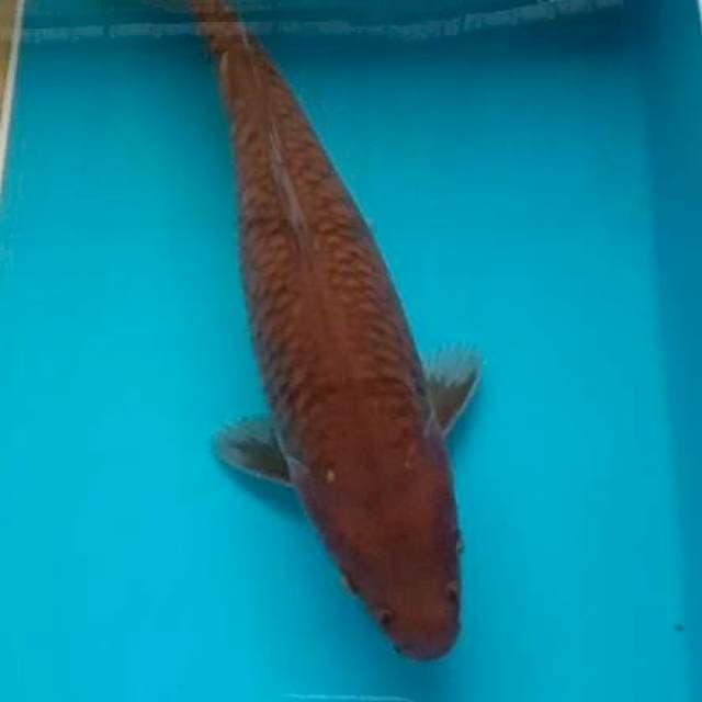 Cagoi aragoke 27 cm