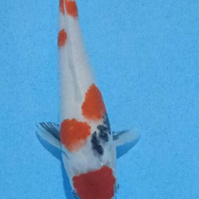 Maruten showa