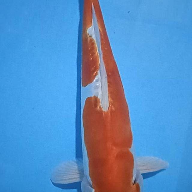 Kikushui