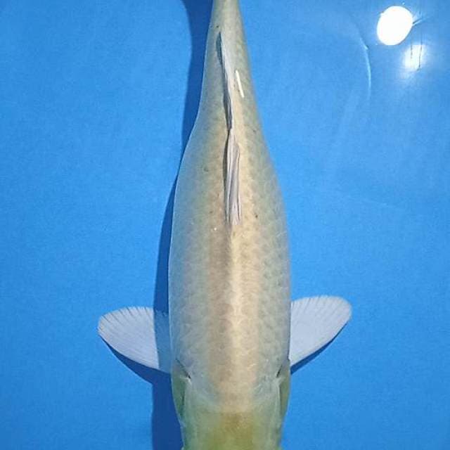 Yamabuki ogon