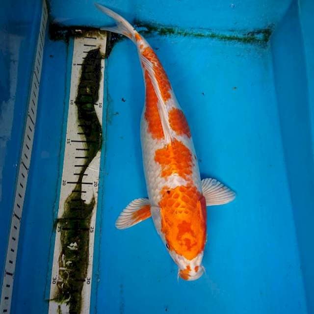 HARIWAKE 33 cm