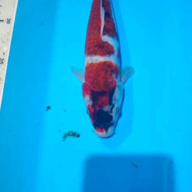 goromo 27 cm