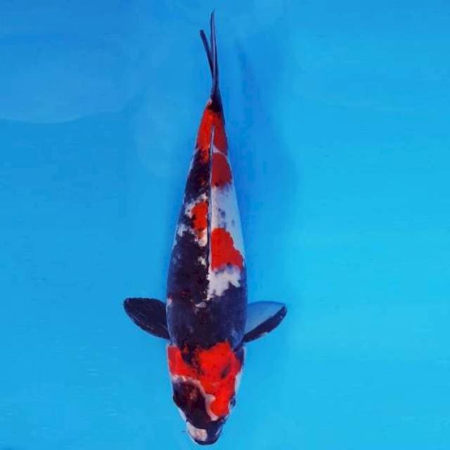SILK KIMONO 16 ~ SHOWA SANSOKU ™