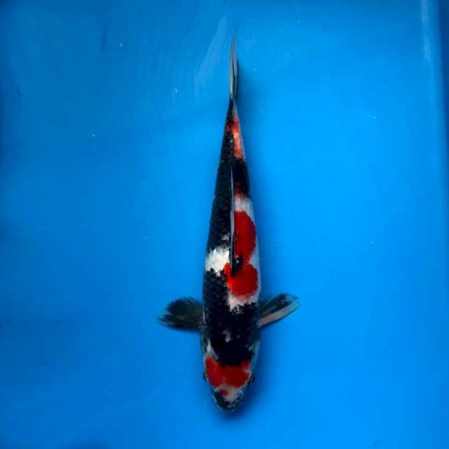 Showa 32cm