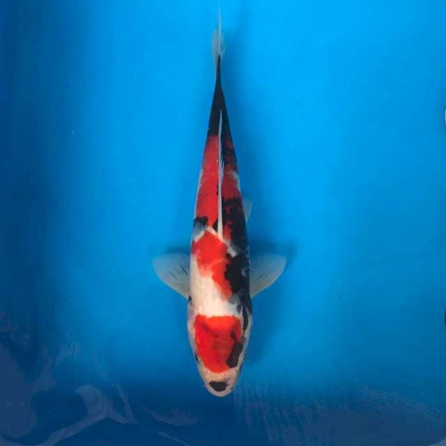 Maruten Showa 30cm