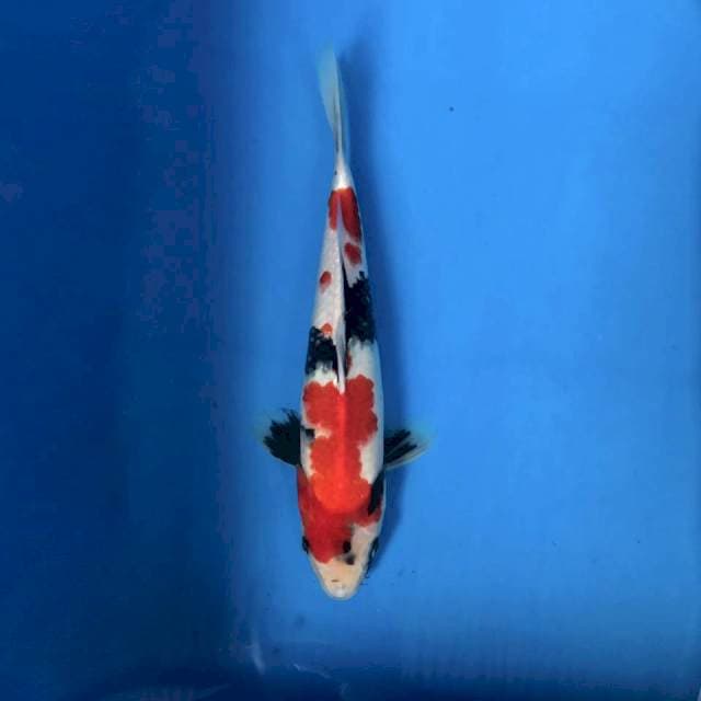 Showa tategoi 30cm