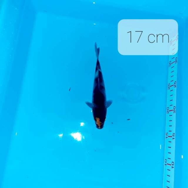 Tancho ochiba 17 cm