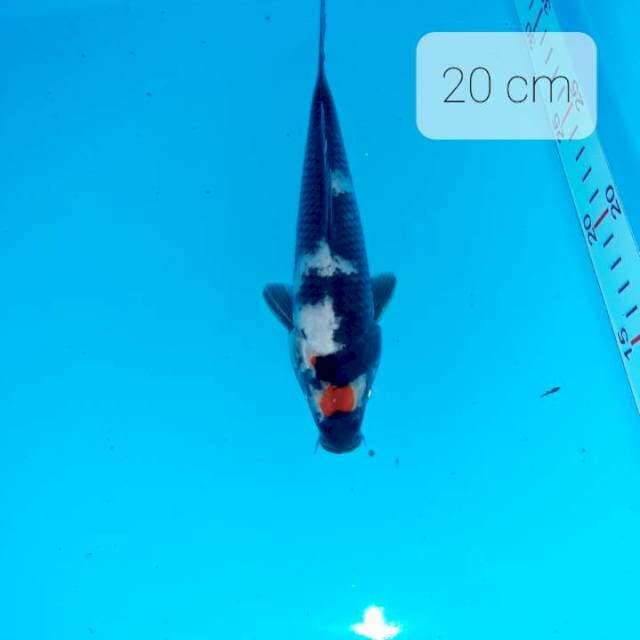 Tancho showa 20 cm