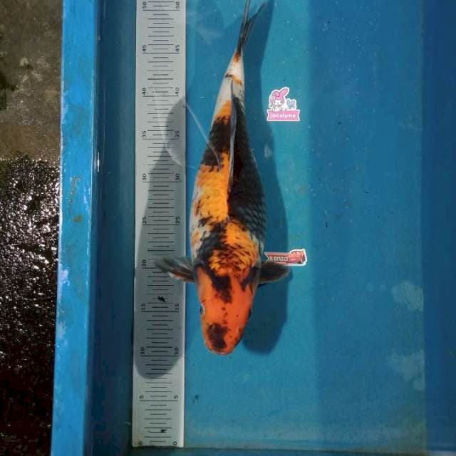 Showa 41cm