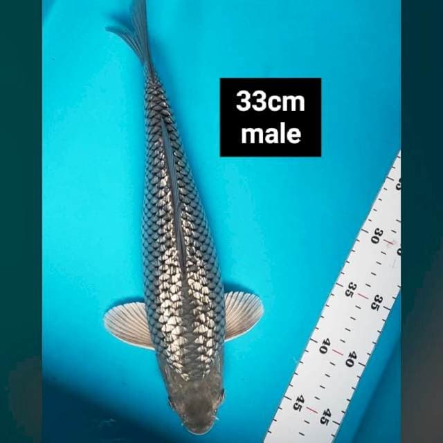 Soragoi ginrin jos 33cm male