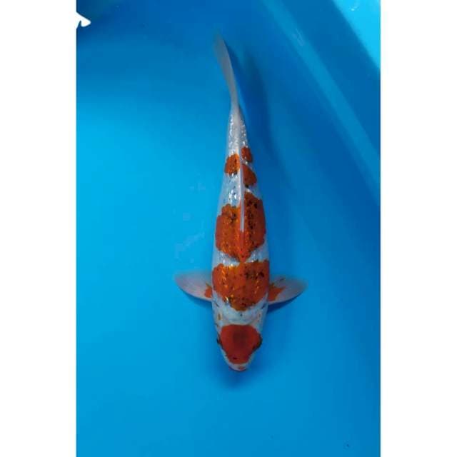 maruten ginrin male 33 cm