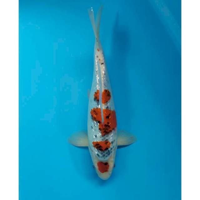 maruten ginrin berpunuk male 34 cm