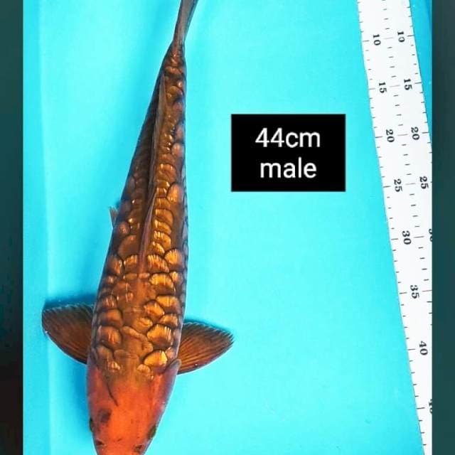 Chagoi ginrin 44cm male