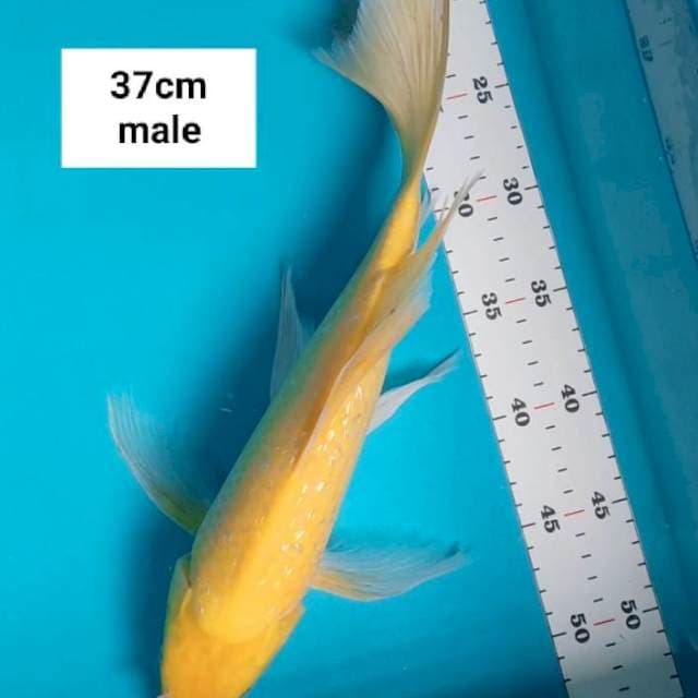Kumpay karashi ginrin 37cm male