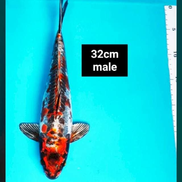 Super antik 32cm male