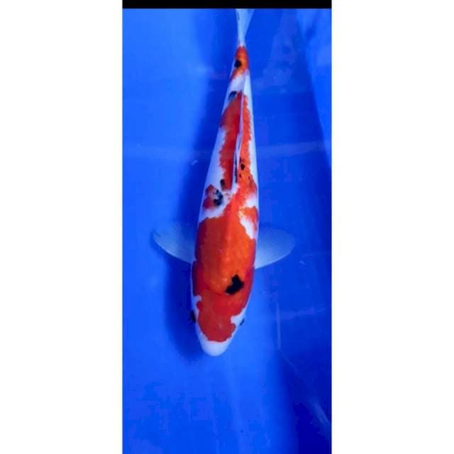 Jenis : SANKE ## Uk 26 cm