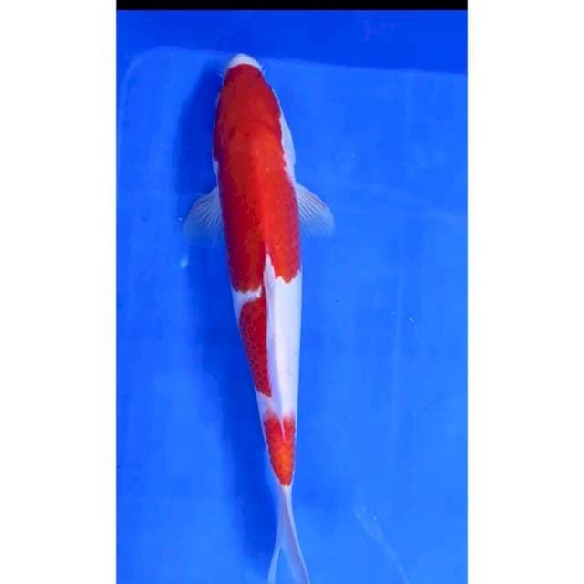 Jenis :KOHAKU STRONG ## Uk 33 cm