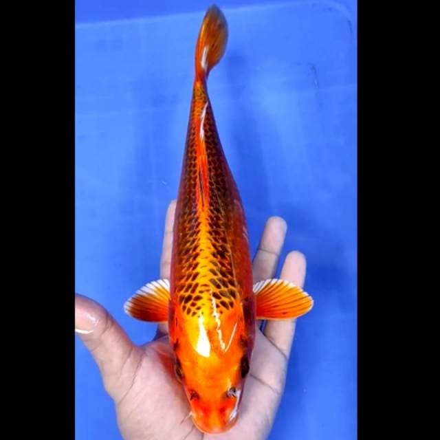 1. Kujaku // 30 cm