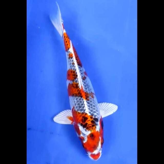 2. Kujaku // 27 cm