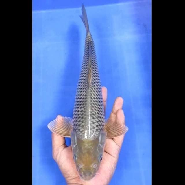 7. Soragoi Jaring Bagus // 35 cm // Jantan