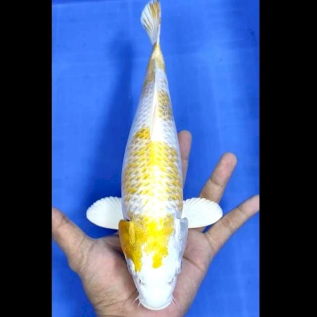 8. Hariwake Bersih // 31 cm