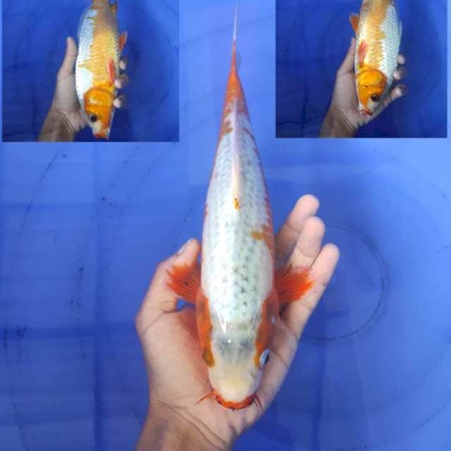 Asagi 29cm
