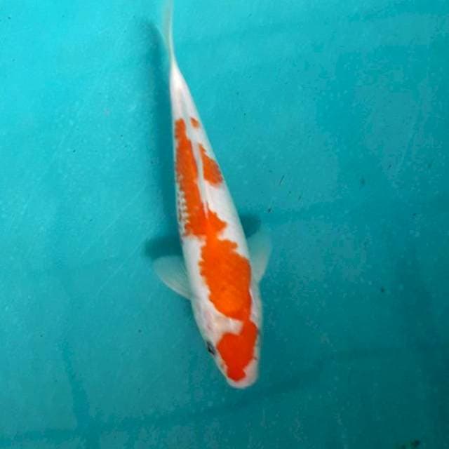 Kohaku inazoma 20