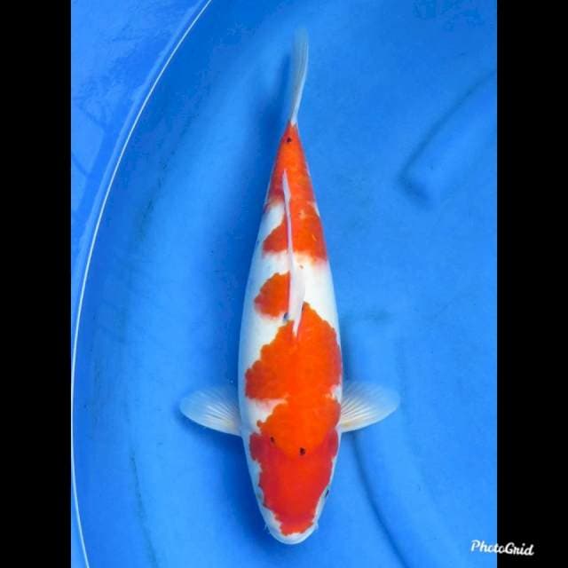 40cm , Jumbo Sanke Tategoi